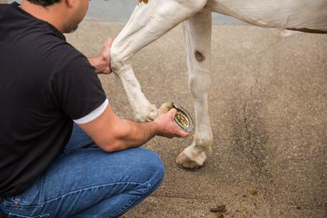 Laminitis