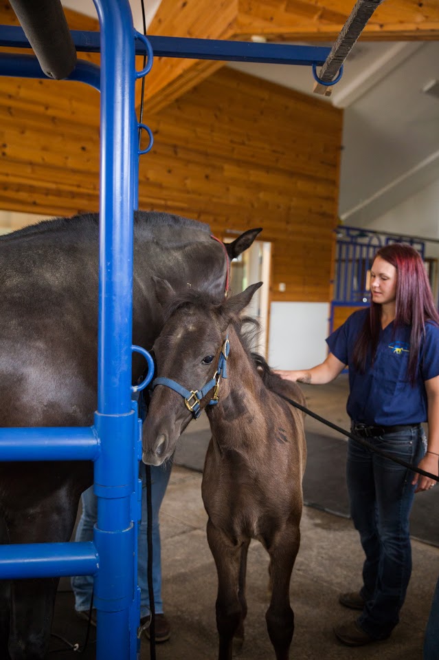 Eagle Fern Equine-21