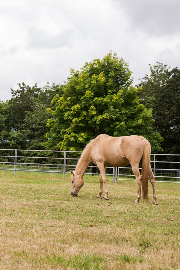 Eagle Fern Equine-crop