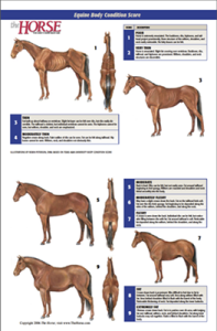 Equine Body Condition Score