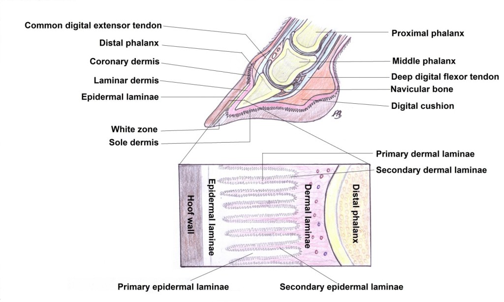 Laminitis