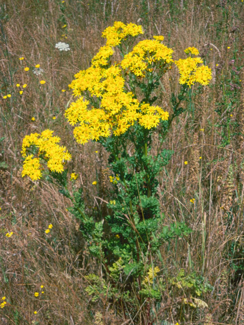 weed_tansyragwort_plt_ec